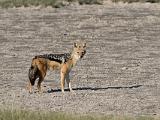 Africa 087 : Africa, Animal, Black-backed jackal, Botswana, Makgadikgadi, Mammal